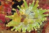 Madeira - Unterwasser © Manta Diving