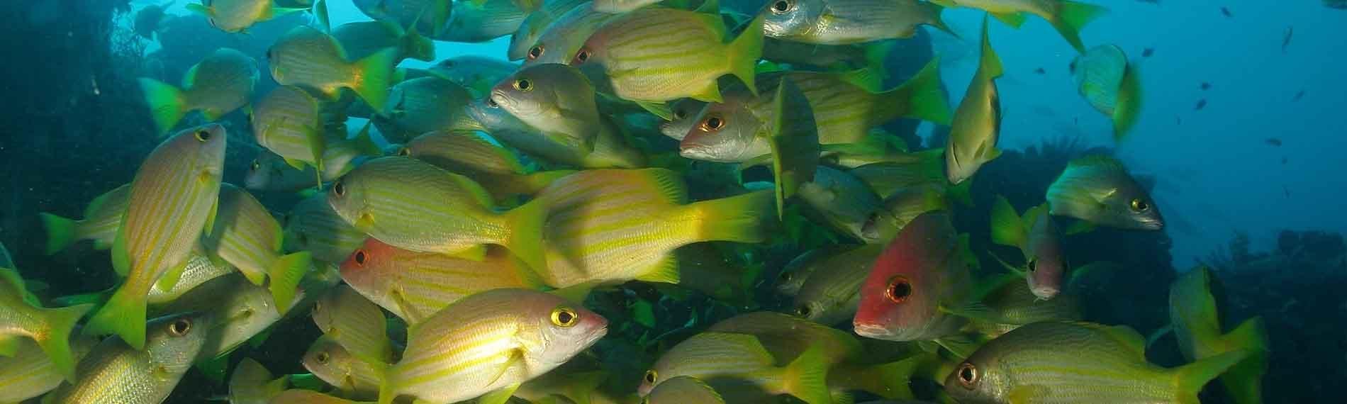 © Dive Timor Lorosae