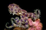 Negros - Atmosphere Resort - Blueringed Octopus