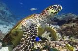 Mirbat Unterwasserimpressionen © Extra Divers, CMara