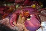 Kapverden - Unterwasser © Eco Dive School