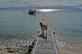 Romblon - Tauchsteg © Ducks Diving
