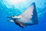 Azoren - Dive Azores - Mobula