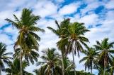Cabarete Palmen