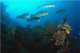 Bali Kubu Indah Unterwasser