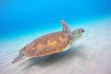 Curacao - Rancho el Sobrino, Tauchen mit Schildkröte