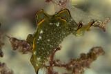Sali Bay, Unterwasserwelt © Roberta Piredda