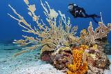 Tobago - Unterwasserwelt © Norbert Probst