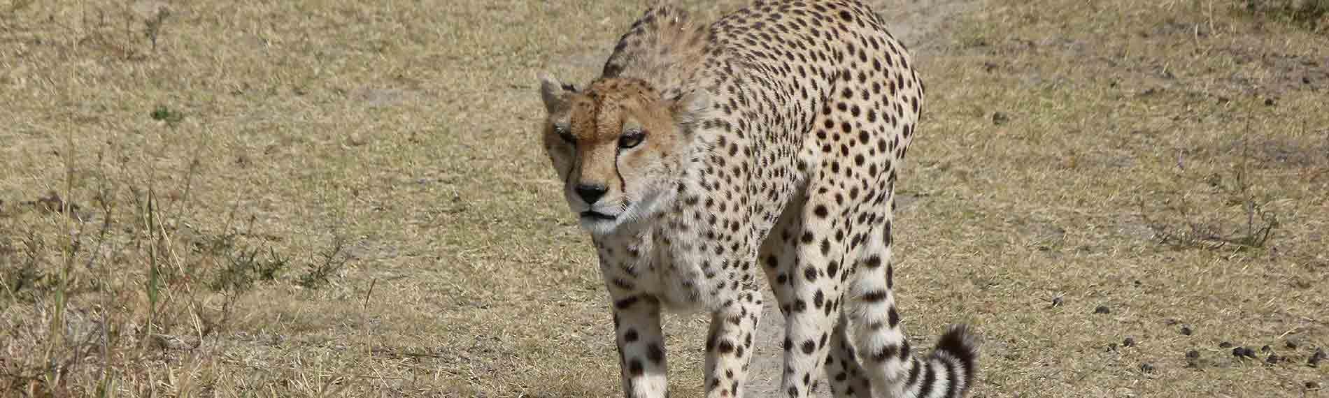 © Africa Safari Experts