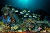 Indonesien Raja Laut Unterwasserwelt