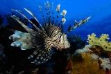 Ägypten - Dahab - Lagona Divers - Rotfeuerfisch