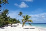Nord-Nilandhe-Atoll - Filitheyo, Strand mit Palme